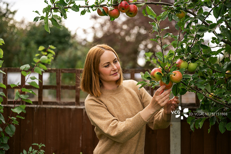 一位成熟的女性在秋季于后院花园里从树上采摘苹果图片素材