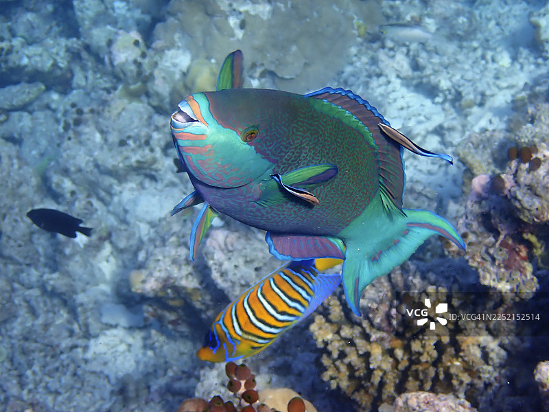 双色鹦嘴鱼（Cetoscarus bicolor）和皇冠蝶鱼（Pygoplites diacanthus），马尔代夫埃里亚杜岛图片素材