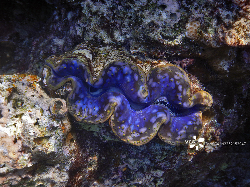 蓝色的砗磲蛤蜊（巨蛤），位于马尔代夫的埃里亚杜岛图片素材