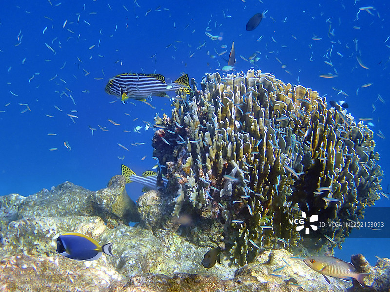 马尔代夫埃里亚杜岛的火珊瑚礁与热带鱼图片素材