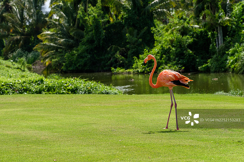 粉红火烈鸟在热带湖泊旁的绿草地上行走图片素材