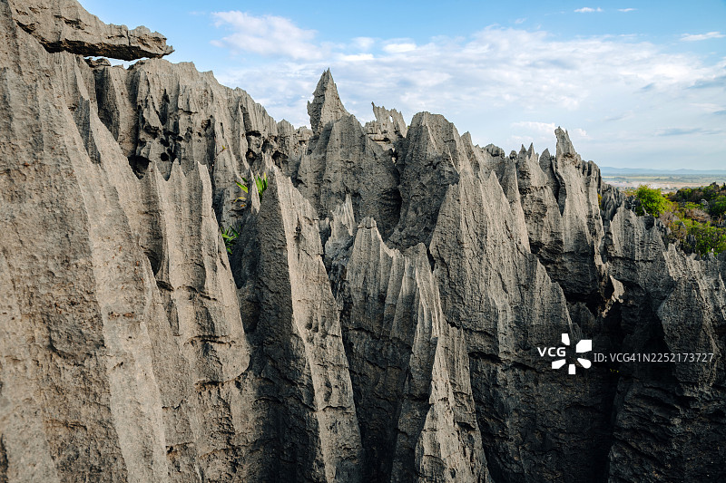 马达加斯加北部安卡拉纳石灰岩地貌保护区内的灰色尖塔石林图片素材