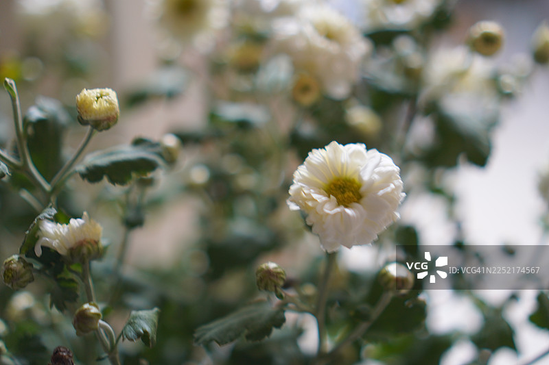 菊花（学名：Dendranthema morifolium），黄酮类化合物，花园中盛开的黄色花朵特写花粉，背景为模糊的自然景物图片素材