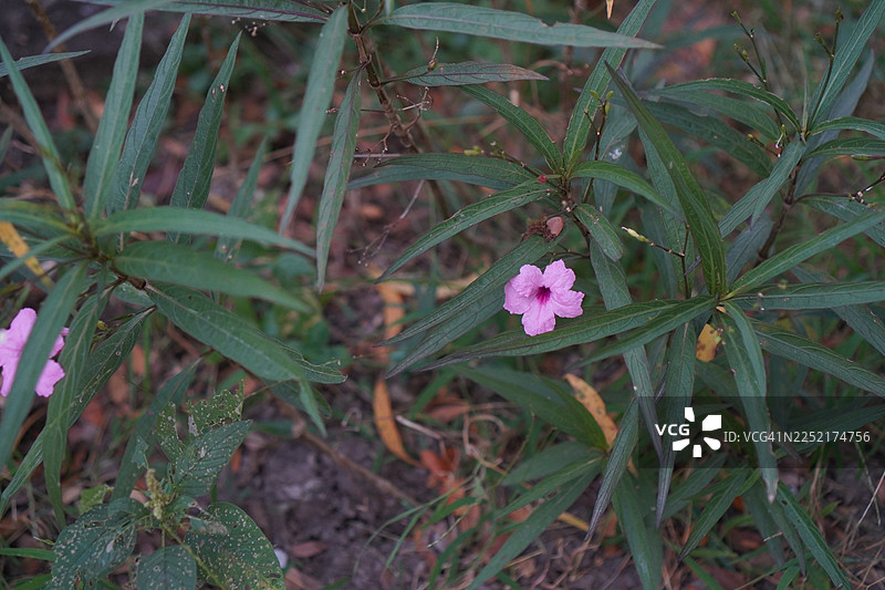 水炮，苦参，铁根，退烧草，爆荚，鞭炮草，泰国野花，鸭跖草科，布里顿野花，墨西哥蓝铃花，紫丁香花在花园里盛开，背景为自然风光图片素材