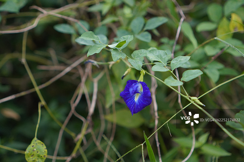 蓝蝴蝶豌豆紫罗兰色花朵，学名蝶豆，在绿色模糊的自然背景上柔焦，盛开在花园里的藤蔓，生长在亚洲热带地区，单朵蝶豆蓝色。图片素材