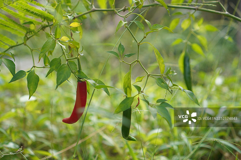 花园里绽放的红绿色泰国辣椒（指天椒），背景为自然风光，辣椒属图片素材