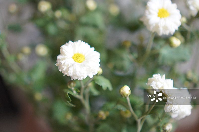 菊花（学名：Dendranthema morifolium）的黄酮类化合物，花园中盛开的黄色花朵的特写花粉，背景为模糊的自然景物图片素材
