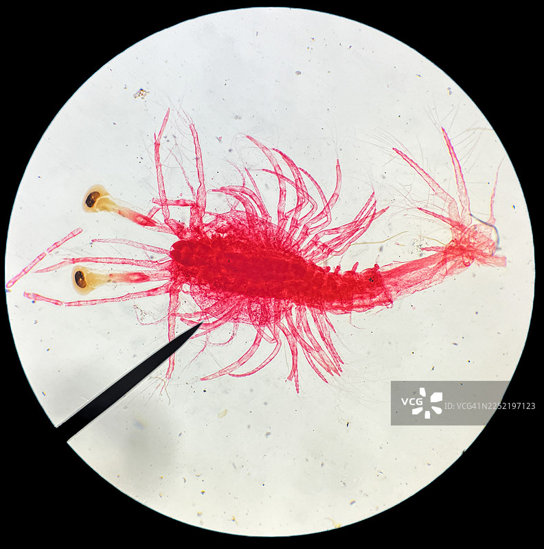 动物学实验室中红色甲壳纲标本的显微镜视图图片素材