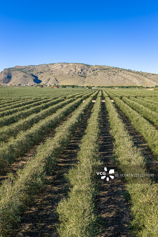 从空中俯瞰超级集约化橄榄种植园,整齐排列的年轻树木向着村庄和远山延伸,天空是晴朗的蓝色地中海天空,展现了农业的对称与生长。西班牙,欧洲图片素材
