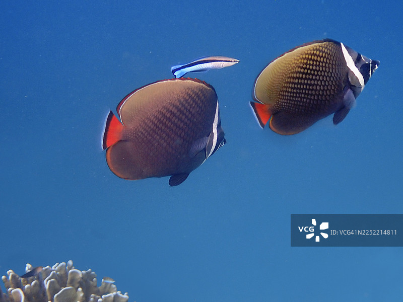 两条纹唇鱼科（红尾蝶鱼）与清洁鱼（海氏海葵虾）在马尔代夫的Eriyadoo或Eriyadu岛图片素材