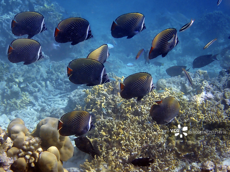 马尔代夫埃里亚杜岛的纹唇角蝶鱼群图片素材