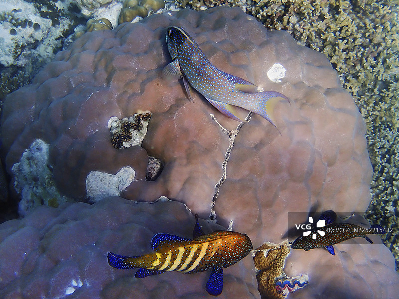 两条孔雀石斑鱼（Cephalopolis argus）和一条皇冠石斑鱼（Variola louti），位于马尔代夫的埃里亚杜岛图片素材