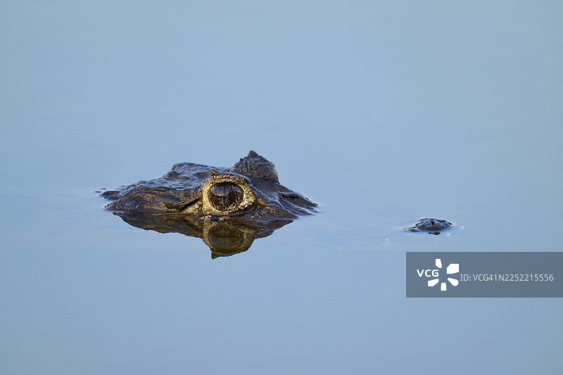 凯门鳄的头部从平静的蓝色水中探出，雅卡雷凯门鳄（Caiman yacare，Caiman crocodilus yacara），黑河，巴兰科阿尔托农场，潘塔纳尔，联合国教科文组织生物圈保护区，马托格罗索，巴西图片素材