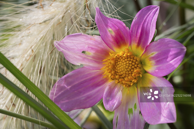 粉红色的德国大丽花(Dahlia pinnata),中心为黄色,置身于草丛和绒毛状的种子头之间,沐浴在柔和温暖的光线中,位于德国北莱茵-威斯特法伦州的多特蒙德。图片素材