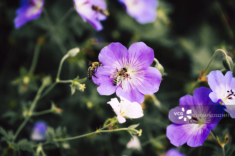 蜜蜂（Anthophila），几只成虫在紫色的老鹳草花上，富有氛围感的特写，柔和的光线和柔和模糊的背景，德国下萨克森州希利希。图片素材