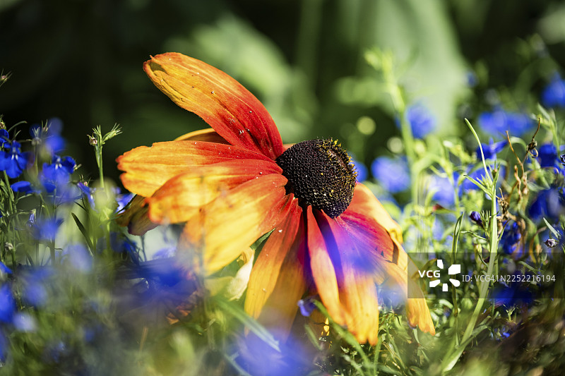 黑心菊,艺术特写,黄橙色花朵,深色花心,背景为模糊的蓝色花朵和绿色叶子,光线柔和,多特蒙德,北莱茵-威斯特法伦州,德国图片素材