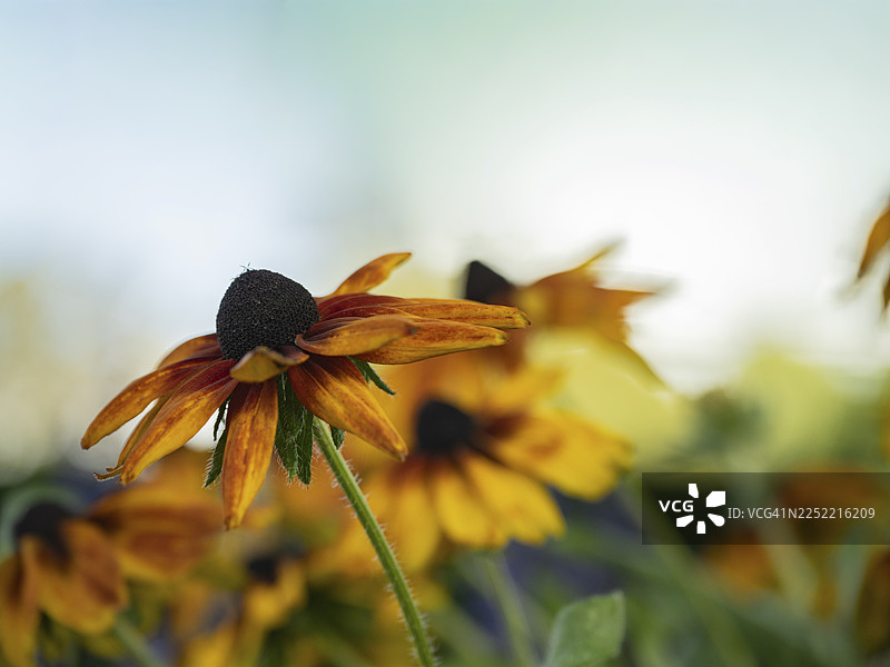 黑心菊,单朵黄橙色花,深色花心,低角度拍摄,背景明亮柔和虚化,光线柔和,德国北莱茵-威斯特法伦州多特蒙德图片素材