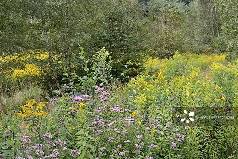 盛开的欧洲麻叶绣线菊（Eupatorium cannabinum）和一枝黄花（Solidago），德国北莱茵-威斯特法伦州阿尔斯贝格森林自然公园图片素材