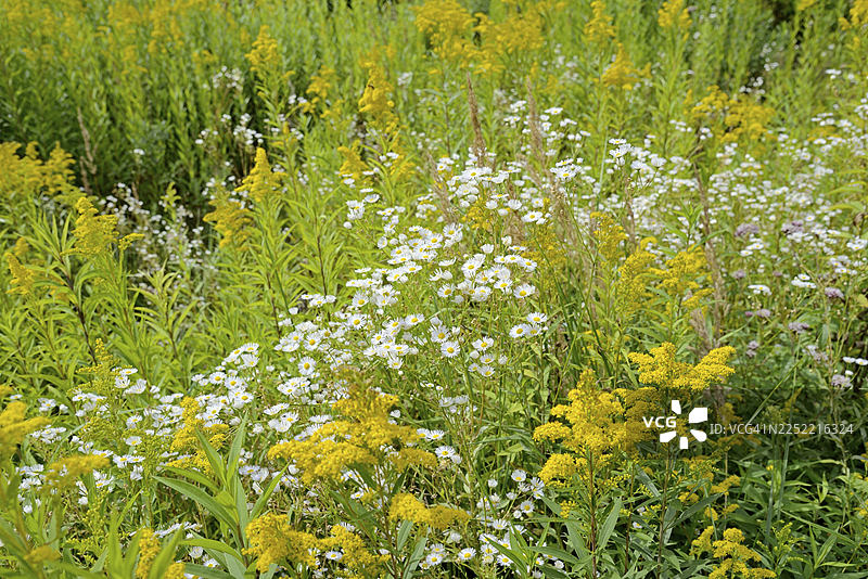 盛开的飞蓬（Erigeron annuus）和一枝黄花（Solidago），德国北莱茵-威斯特法伦州阿尔斯贝格森林自然公园图片素材