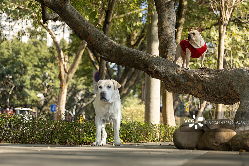 法国斗牛犬和拉布拉多寻回犬图片素材