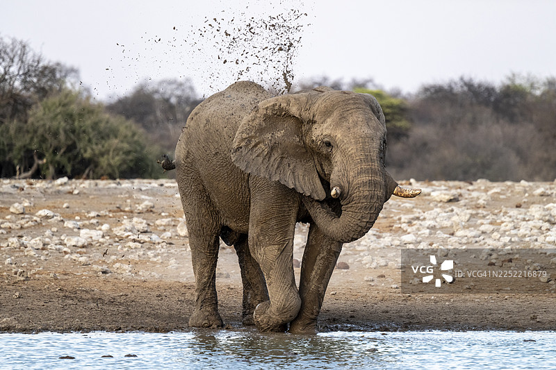 非洲象（Loxodonta africana）在埃托沙国家公园用泥浆喷洒自己，纳米比亚图片素材