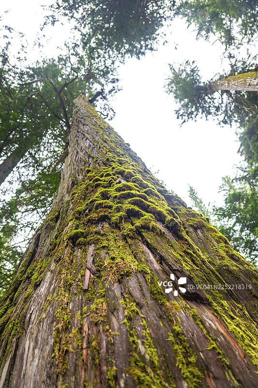 在加拿大落基山脉的森林中，低角度拍摄的巨大雪松树上生长的苔藓，展现了该地区自然之美与宁静。图片素材