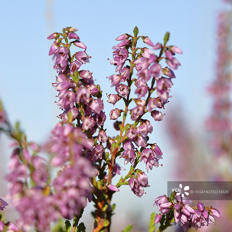 石楠花（欧石楠），特鲁帕赫海德自然保护区，锡根，北莱茵-威斯特法伦州，德国图片素材
