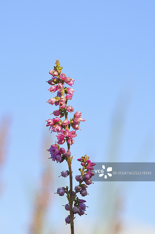 石楠花（欧石楠），石楠，特鲁帕赫海德自然保护区，锡根，北莱茵-威斯特法伦州，德国图片素材
