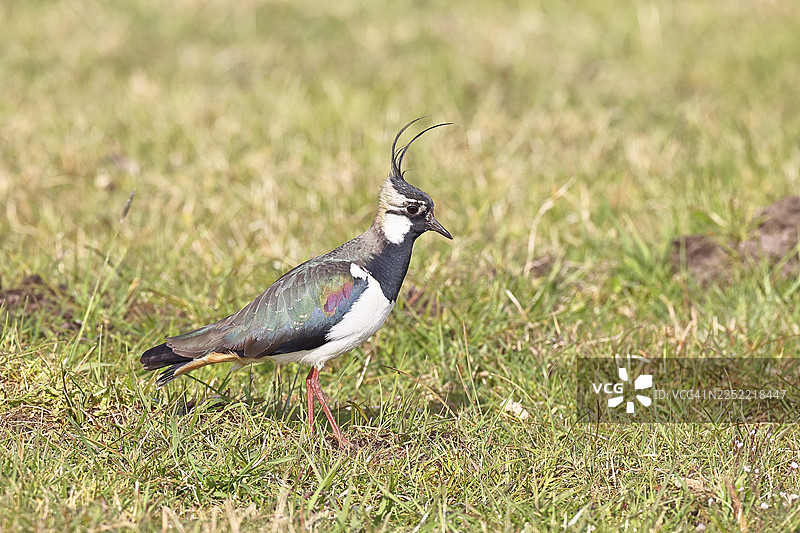 凤头麦鸡（Vanellus vanellus），羽毛华丽，在沼泽草甸觅食，野生动物，伦布鲁赫，奥克森沼泽，杜默自然公园，下萨克森州，德国图片素材