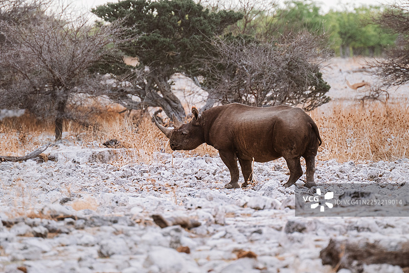 埃托沙国家公园的黑犀牛图片素材
