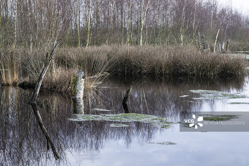 荷兰德伦特省巴格弗芬沼泽地图片素材