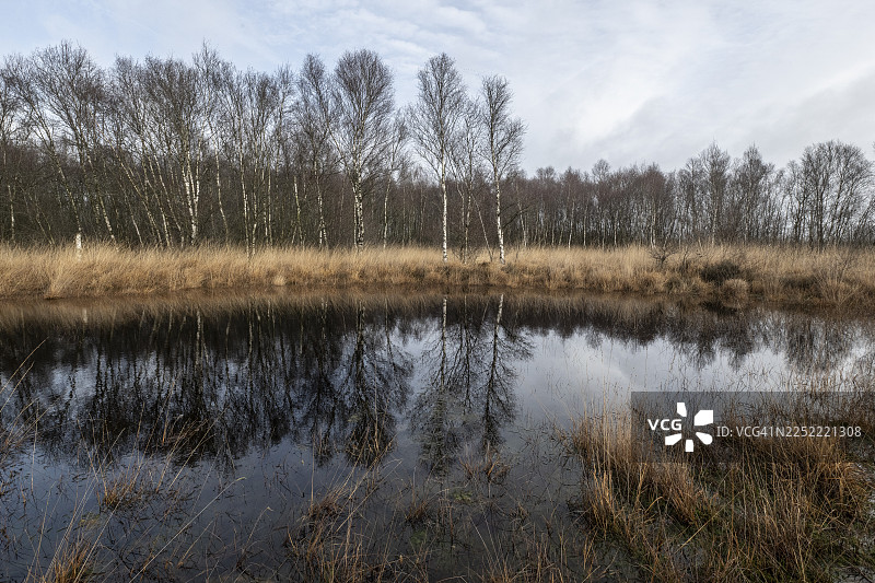 荷兰德伦特省巴尔格芬沼泽地图片素材