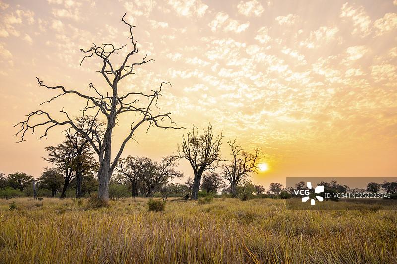 草原和沼泽，风景，哈卡纳卡，莫雷米野生动物保护区，博茨瓦纳图片素材