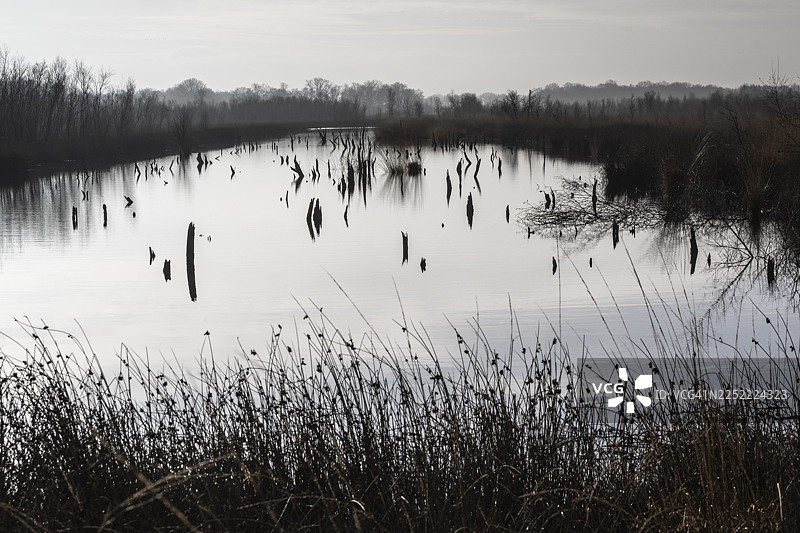 荷兰德伦特省巴格芬沼泽地图片素材
