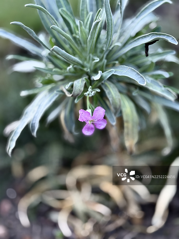近景拍摄的忍冬植物的黄色叶子图片素材