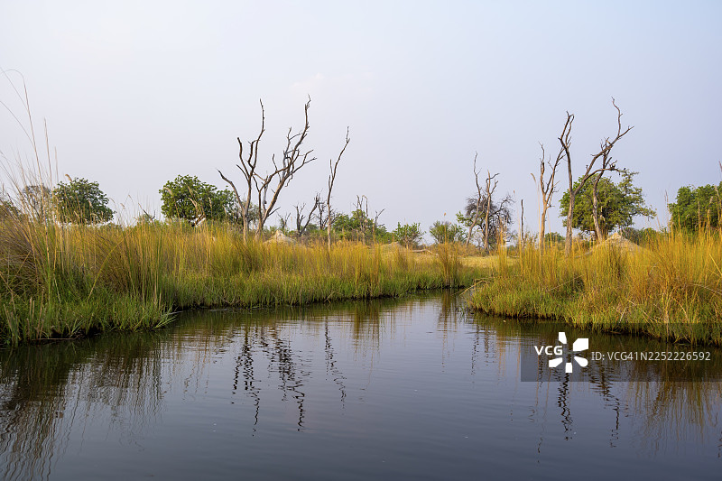 沼泽，哈卡纳哈拉泻湖，奥卡万戈三角洲，莫雷米野生动物保护区，博茨瓦纳图片素材
