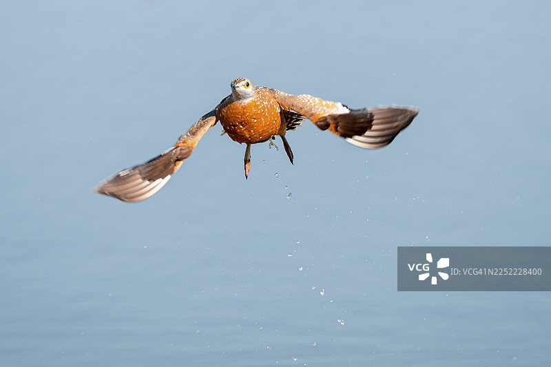布氏沙鸡（Pterocles burchelli）在博茨瓦纳乔贝国家公园萨武蒂上空飞翔图片素材