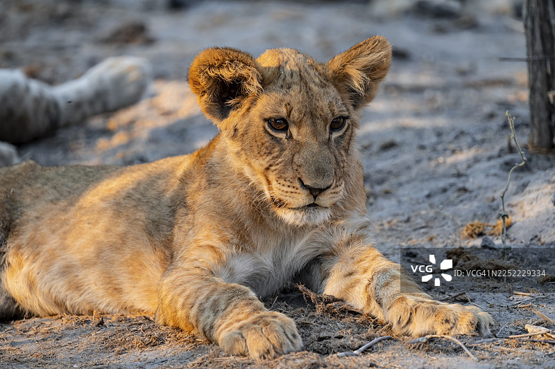 幼狮（狮子，Panthera leo）躺着，位于博茨瓦纳乔贝国家公园的萨武蒂地区图片素材