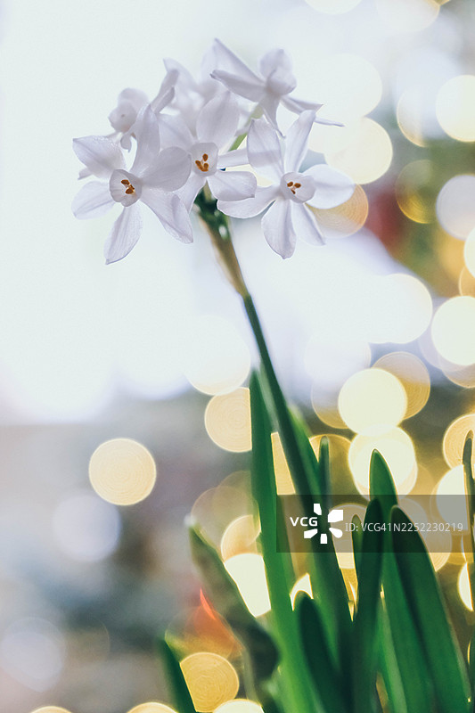 冬季室内水仙花盛开，背景为圣诞灯光散景图片素材