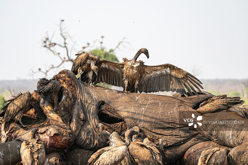 许多白背兀鹫（Gyps africanus），兀鹫正在啃食一头大象的尸体，骇人的食腐动物，伊哈哈，乔贝国家公园，博茨瓦纳图片素材