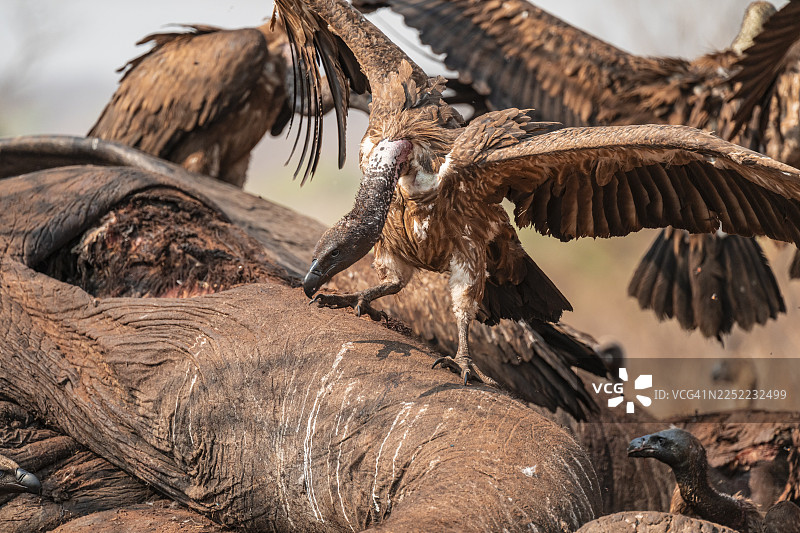 许多白背兀鹫（Gyps africanus）正在伊哈哈乔贝国家公园博茨瓦纳一头大象的尸体上觅食，令人毛骨悚然的食腐动物图片素材