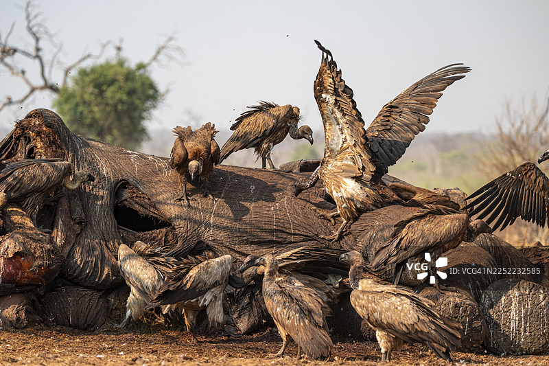 许多白背兀鹫（Gyps africanus），兀鹫正在啃食一头大象的尸体，阴森的食腐动物，伊哈哈，乔贝国家公园，博茨瓦纳图片素材