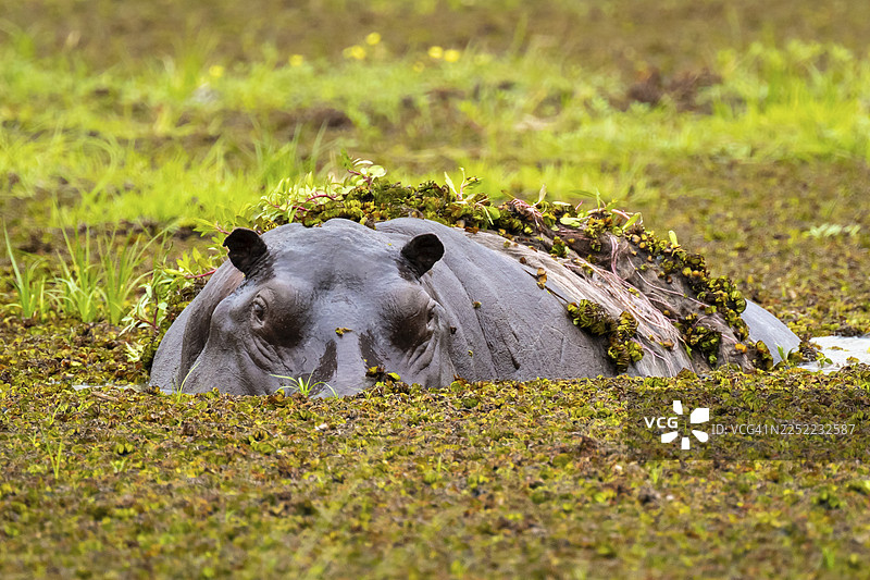 河马(Hippopotamus amphibius)藏身于博茨瓦纳莫雷米野生动物保护区奥卡万戈三角洲的扎卡纳克萨沼泽中图片素材