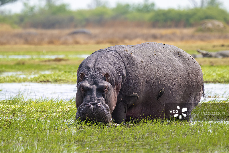 河马(Hippopotamus amphibius)在博茨瓦纳莫雷米禁猎区卡卡纳克萨的奥卡万戈三角洲吃草图片素材