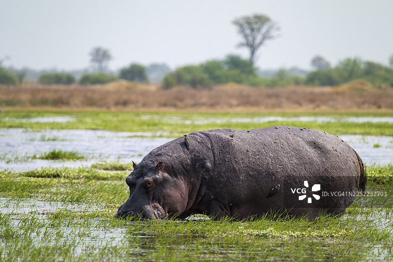 河马（Hippopotamus amphibius），博茨瓦纳莫雷米保护区哈卡纳哈卡沃昂戈三角洲图片素材