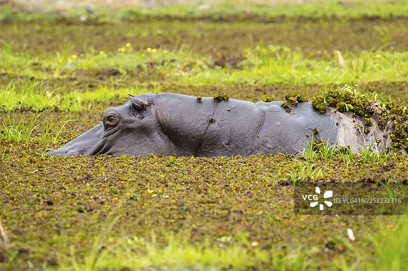 河马(Hippopotamus amphibius)藏在博茨瓦纳莫雷米禁猎区奥卡万戈三角洲的卡卡纳克萨沼泽中图片素材