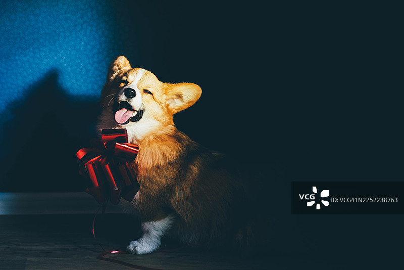 一只顽皮的彭布罗克威尔士柯基幼犬坐在戏剧性的聚光灯下，咧着嘴快乐地喘气，头上戴着一个大大的红色礼品蝴蝶结。这张迷人的照片捕捉了庆祝、节日惊喜以及宠物纯粹的快乐精神。图片素材