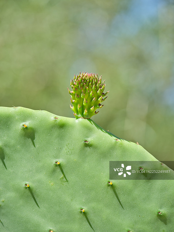 绿色的仙人掌叶片上生长出的仙人掌花蕾图片素材