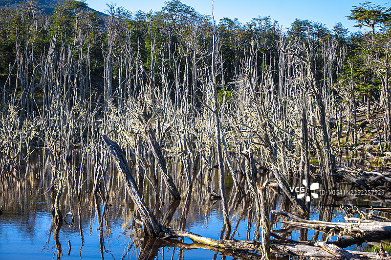 古老的树干和树木。黑湖省立保护区。图尔温，火地岛，阿根廷巴塔哥尼亚。图片素材