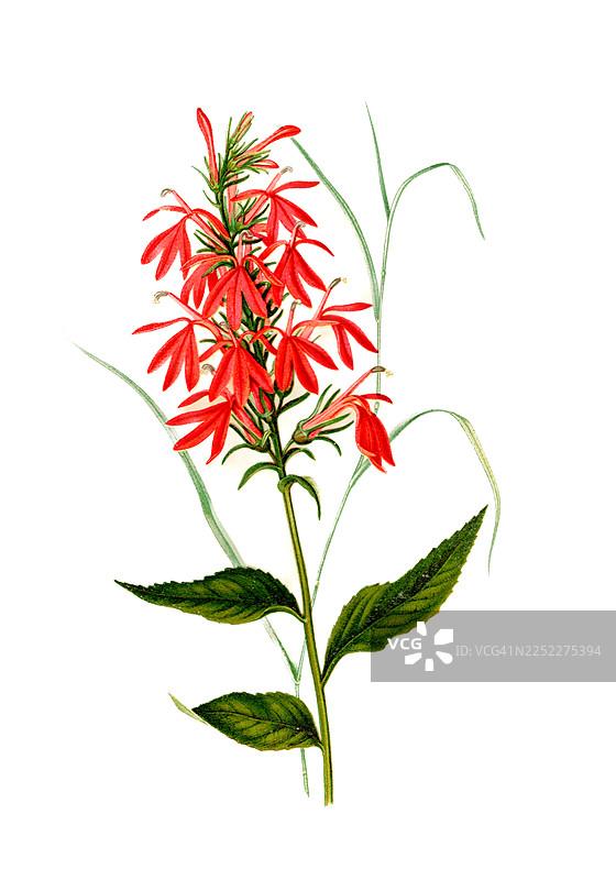 红衣主教花古董插画图片素材